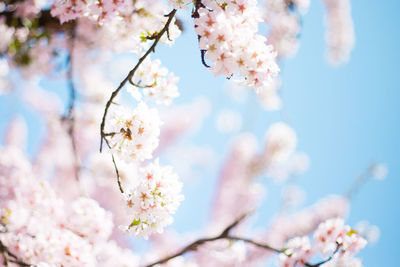 Low angle view of pink flowers blooming on tree