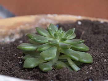 High angle view of potted plant
