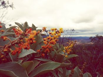 Close-up of flowers blooming against sky