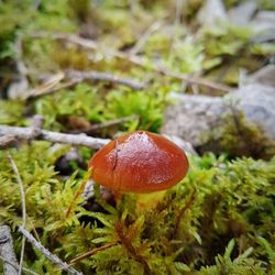 Close-up of fly agaric mushroom