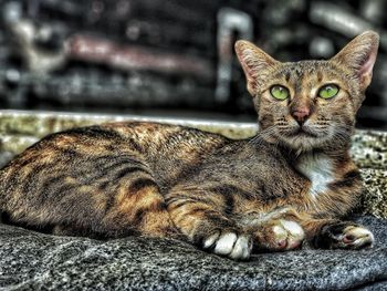 Close-up portrait of a cat
