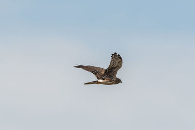 Low angle view of eagle flying in sky