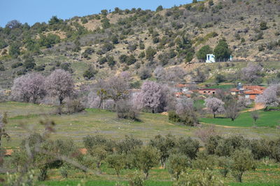 Trees on field against buildings