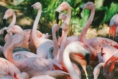 Flamingoes standing together outdoors