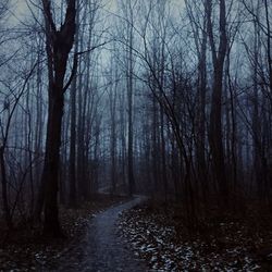 Bare trees in forest