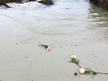 High angle view of rose on beach