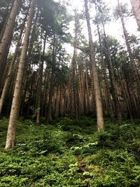 Trees in forest