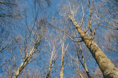 Low angle view of bare trees against blue sky