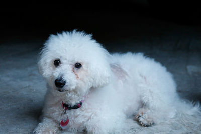 Portrait of white dog