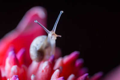 Close-up of snail on pink flower against black background