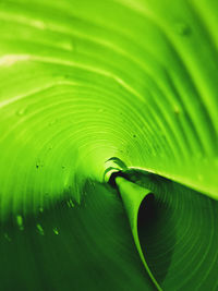 Close-up of a banana leaf