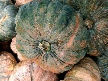 Full frame shot of shells