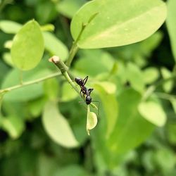 Close-up of ant on leaf