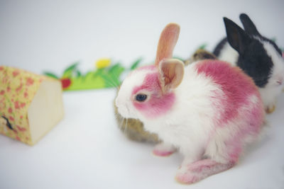 Close-up of a rabbit over white background