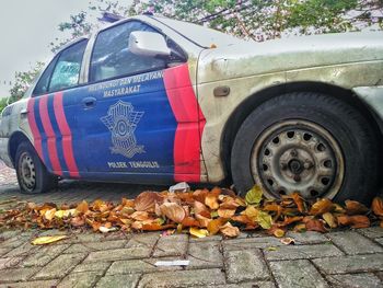 Autumn leaves falling on road