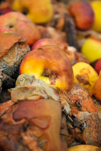 Close-up of mushrooms