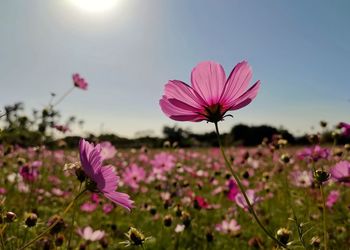 Close-up of pink cosmos flowers on field against sky