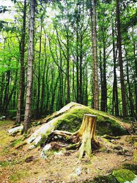 Trees growing in forest