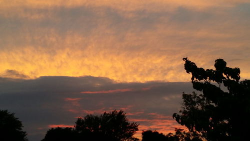 Silhouette of trees at sunset