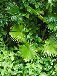 Full frame shot of green leaves