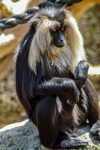 Close up of monky sitting on rock