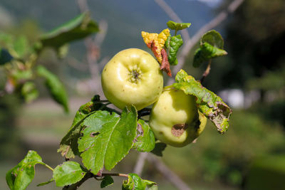 Close-up of fruit growing on tree