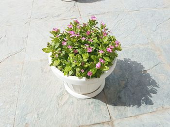 High angle view of potted plants