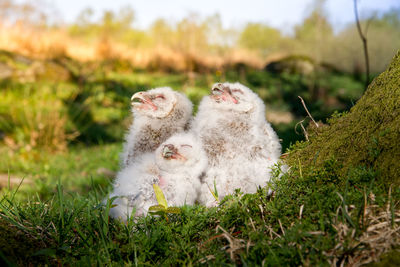 Close-up of young birds on grassy field