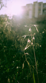 Close-up of plant growing on field against bright sun