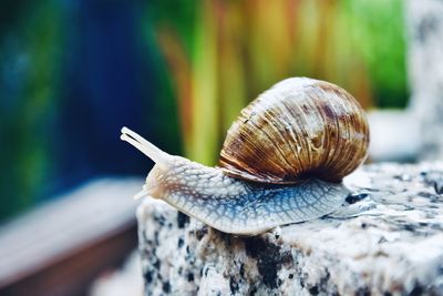 Close-up of snail