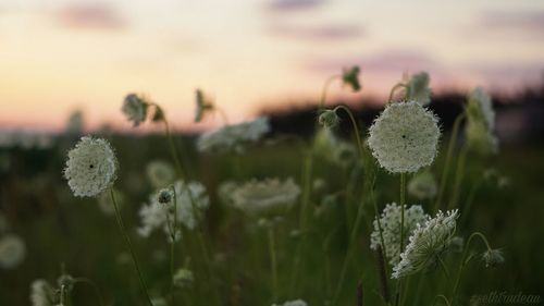 Close-up of dandelion growing outdoors