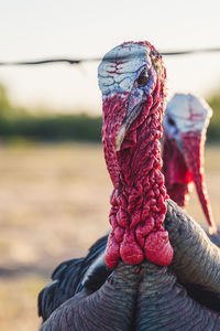 Rear view of person on rope