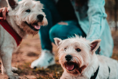 Happy west hightland white terrier