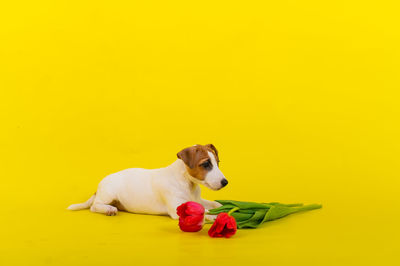Dog against yellow background