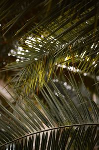 Close-up of bamboo at night