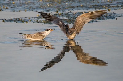 Birds flying over lake