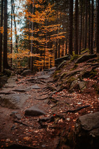 Trees in forest