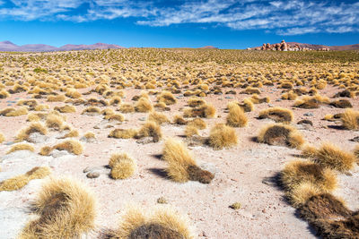 Scenic view of altiplano desert