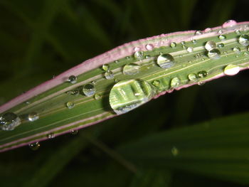 Close-up of green leaves