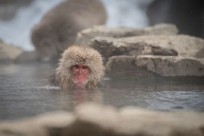 Japanese macaque swimming in hot spring