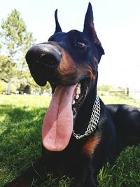 Close-up of black dog sticking out tongue