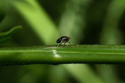 Close-up of insect on plant