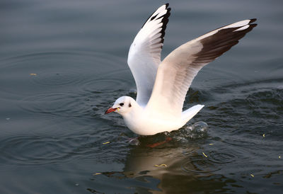 Swan swimming in lake