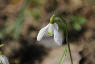 Close-up of white flowering plant