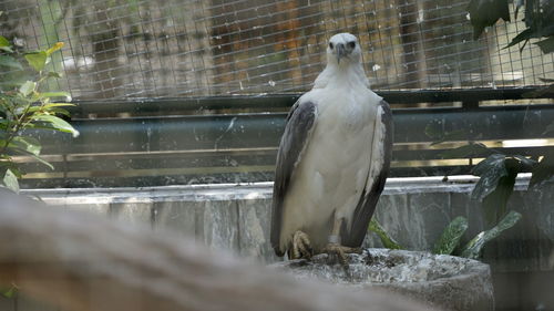 Bird perching in a zoo