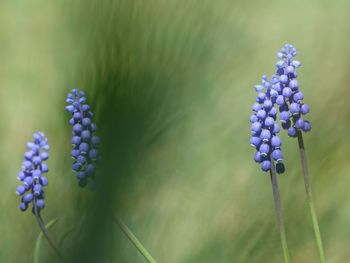 Close-up of purple flowering plant