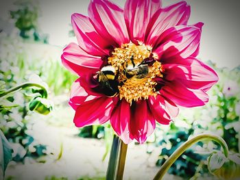 Close-up of bee on pink flower blooming outdoors