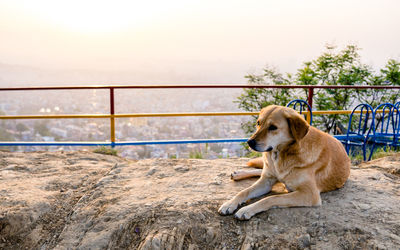 Close-up of dog standing on beach