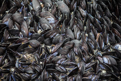 Full frame shot of mussels