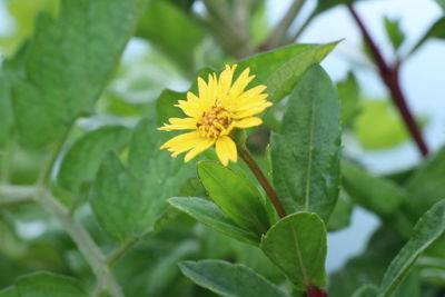 Close-up of yellow flowering plant